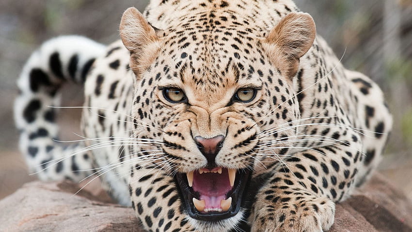 Animais, Leopardo, Agressão, Grin, Focinho, Predador papel de parede HD