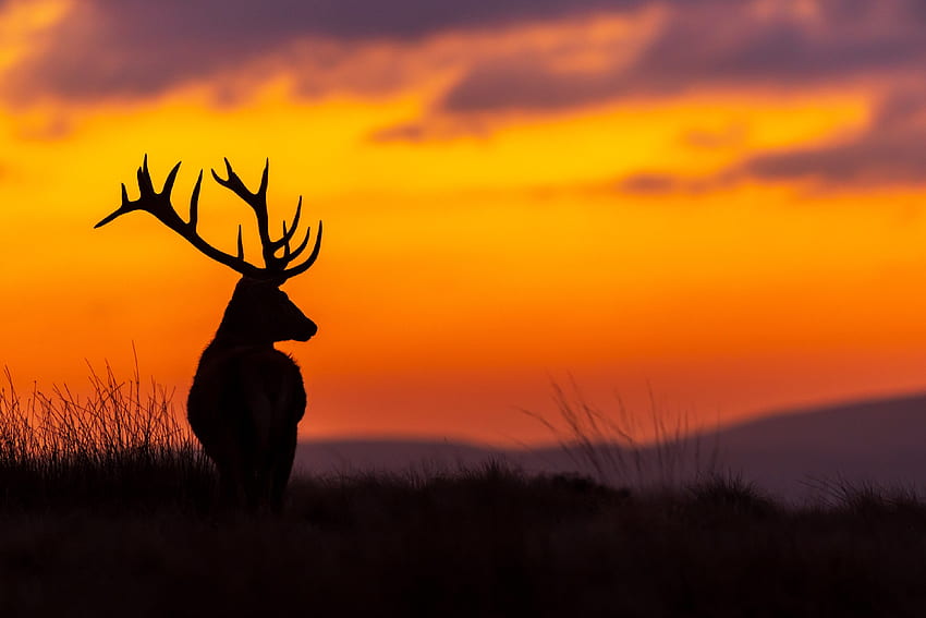 Rotwild-Hirsch bei Sonnenuntergang in Irland, Natur, Irland, Rotwild, Sonnenuntergang HD-Hintergrundbild