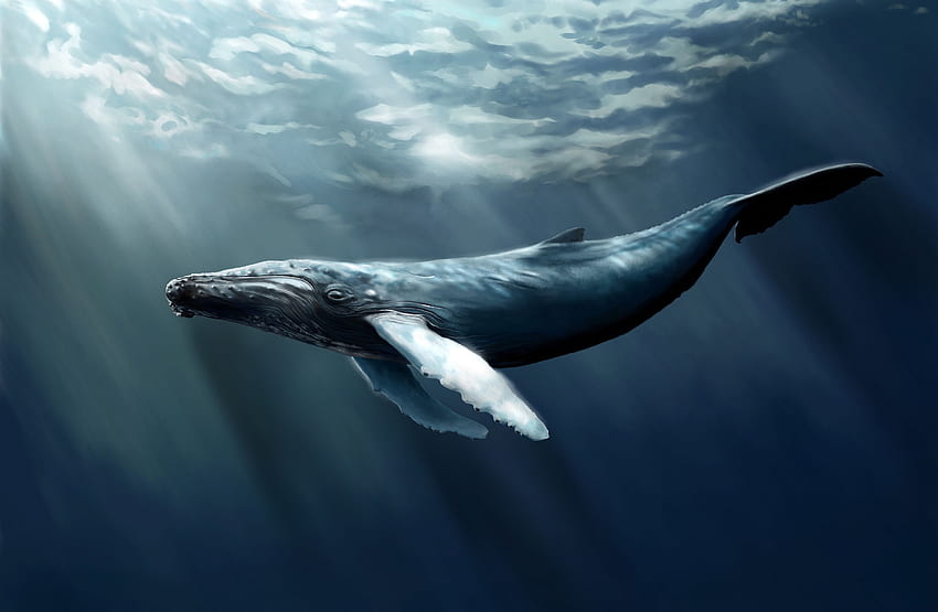 シロナガスクジラ、銀河クジラ 高画質の壁紙
