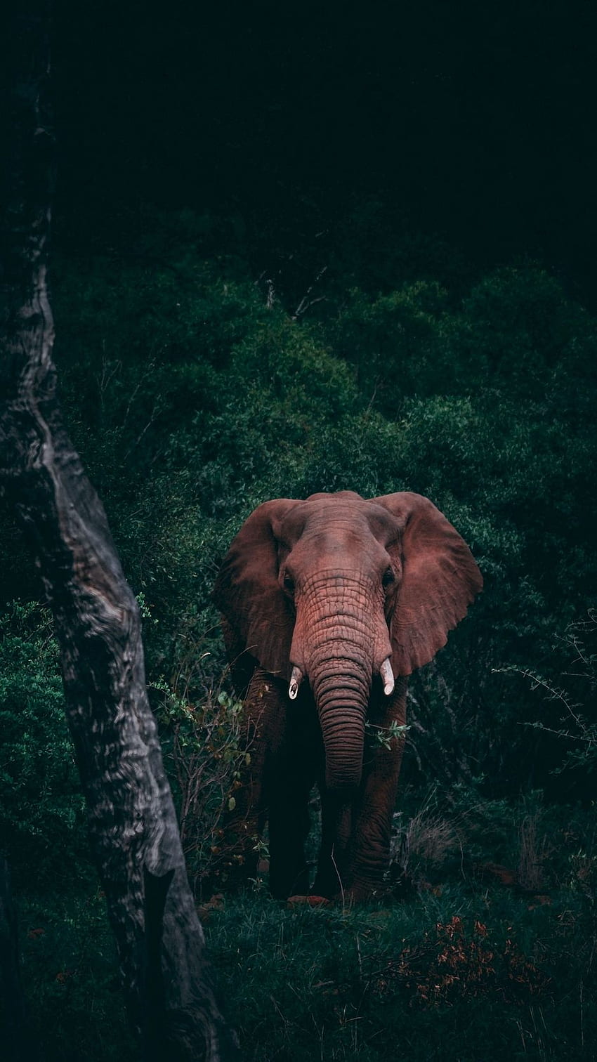 Elefante, floresta, vida selvagem, escuro. Elefantes, Animais lindos, Elefante, Bebê Elefante Escuro Papel de parede de celular HD