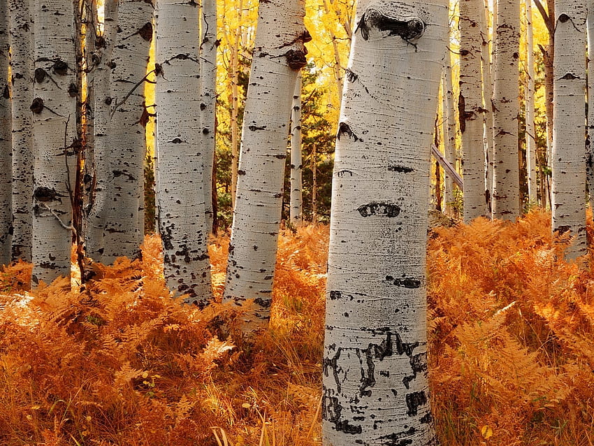 Landscape, Trees, Autumn, Birches HD wallpaper