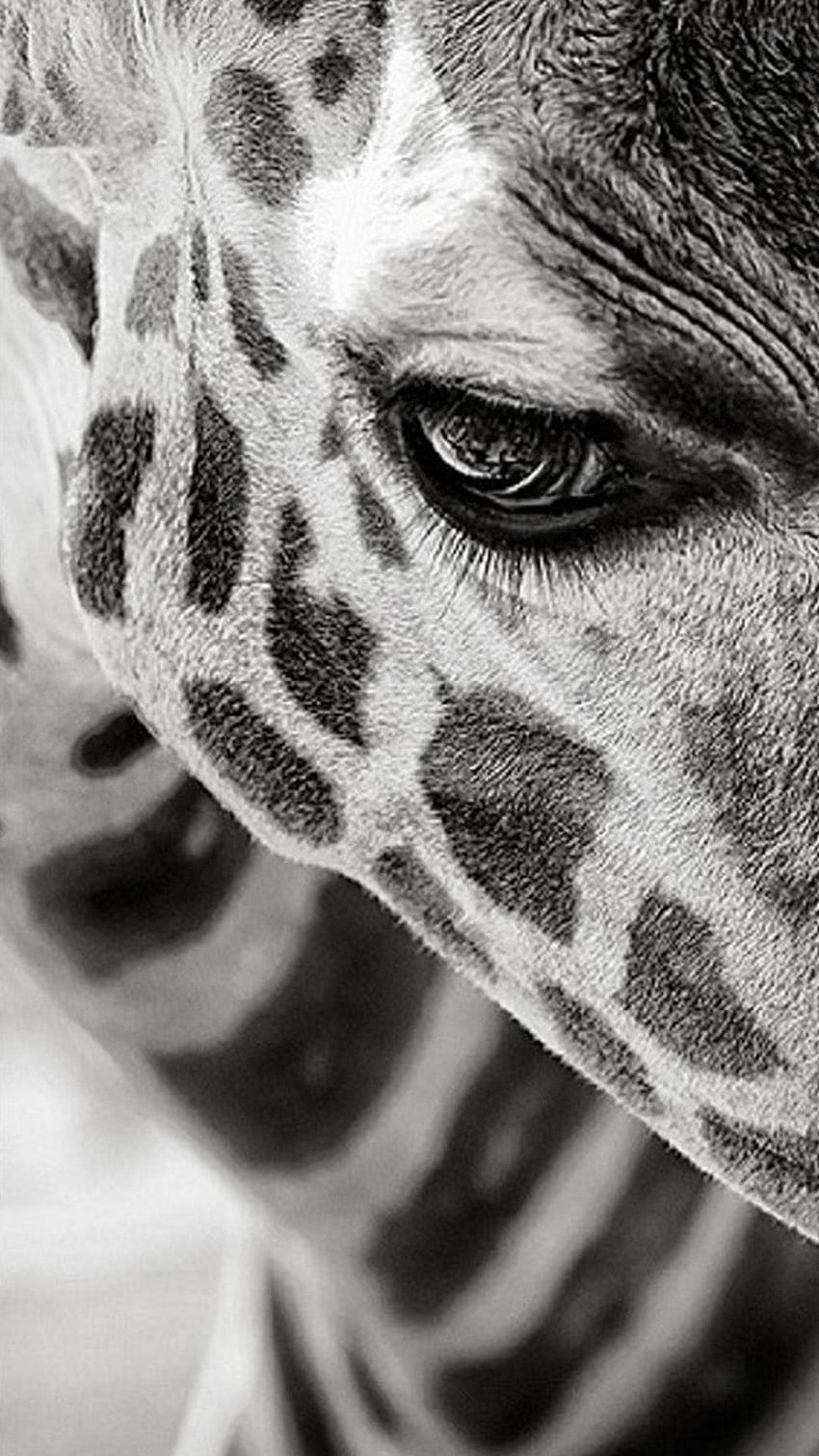 IPhone Animals 343. Animaux Beaux, Girafe, Animaux Noir Et Blanc, Black and White Giraffe fondo de pantalla del teléfono