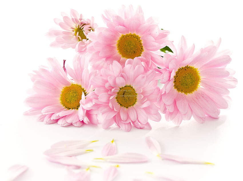 pink daisies love color pastel flowers soft HD wallpaper