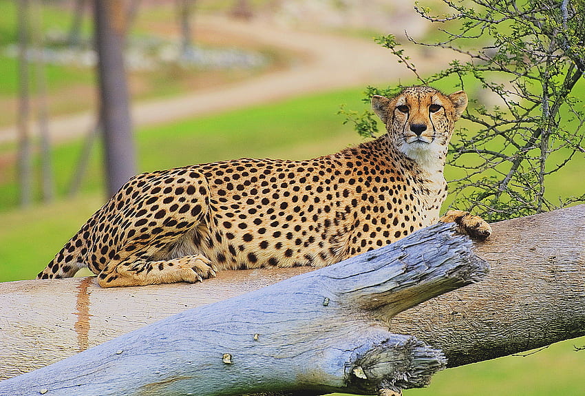Cheetah, cats, hot, wild, tree, africa, big, fast, jungle, kool HD wallpaper
