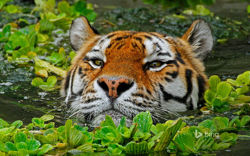 amur, Tiger, Zoo, Antwerp, Belgium / and Mobile Background HD wallpaper