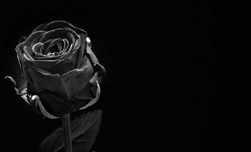 Roses with Black Background, Cool Rose HD wallpaper