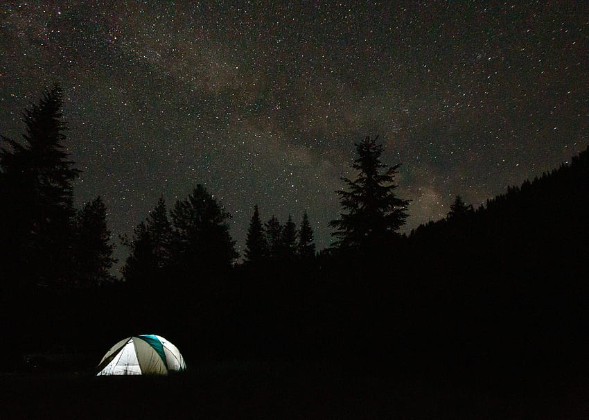 Trees, Stars, Dark, Starry Sky, Spruce, Fir, Tent, Camping, Campsite HD wallpaper