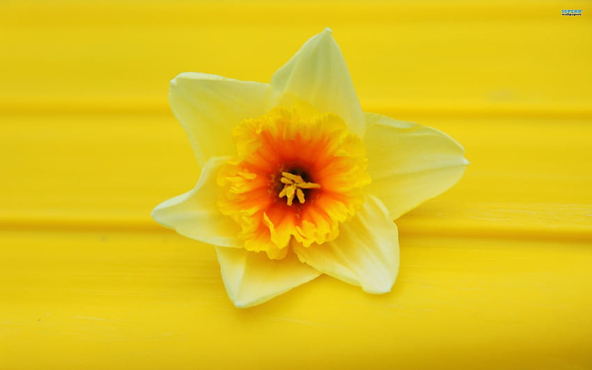 Yellow On Yellow, daffodil, bench, yellow, flower HD wallpaper