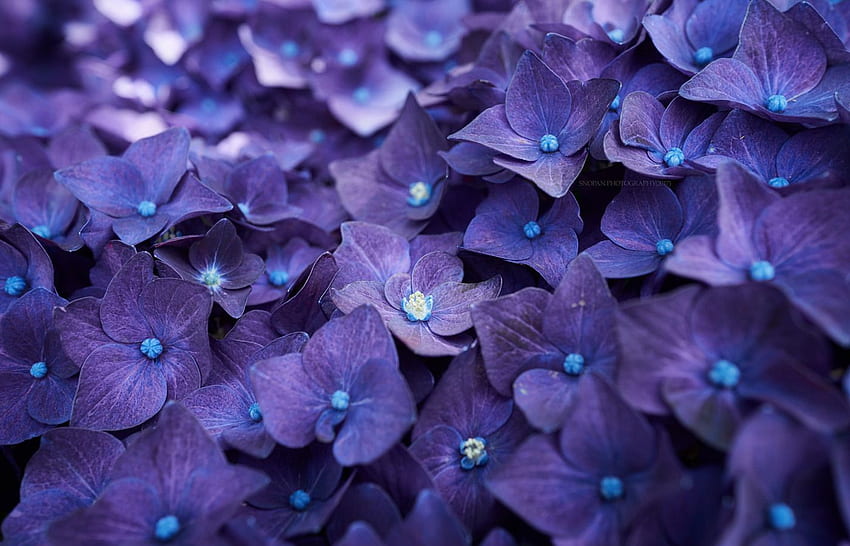 Hydrangea Violet Flowers Resolution, Purple Hydrangea HD wallpaper