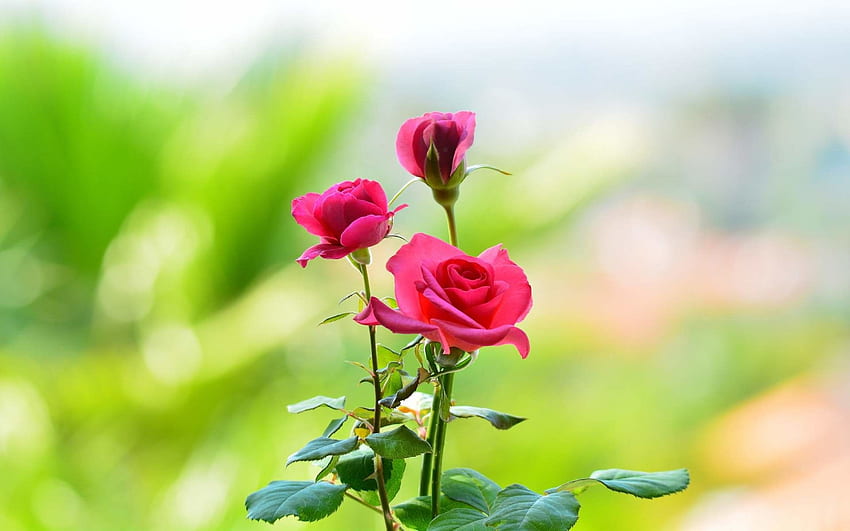 Photo Wallpaper Interior Rose | 3d Beautiful Flower Wallpaper - Romantic  Rose Water - Aliexpress
