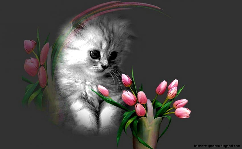 Beautiful Flower For Mobile. Best . Kitten , Kittens cutest, Animal, Cat and Flower HD wallpaper