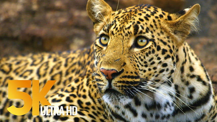 Film o dzikiej przyrodzie — Park Narodowy Krugera, Republika Południowej Afryki Tapeta HD