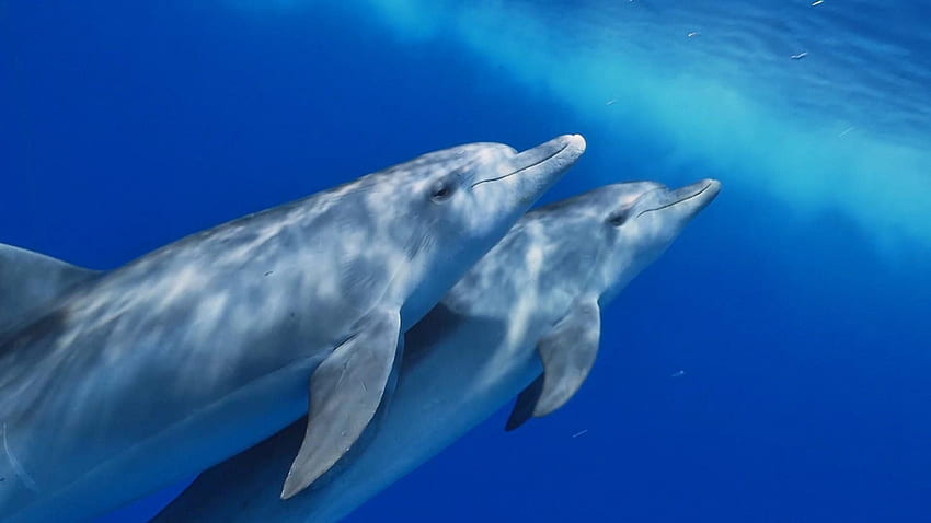 Bottlenose Dolphins Intimate Moment HD wallpaper