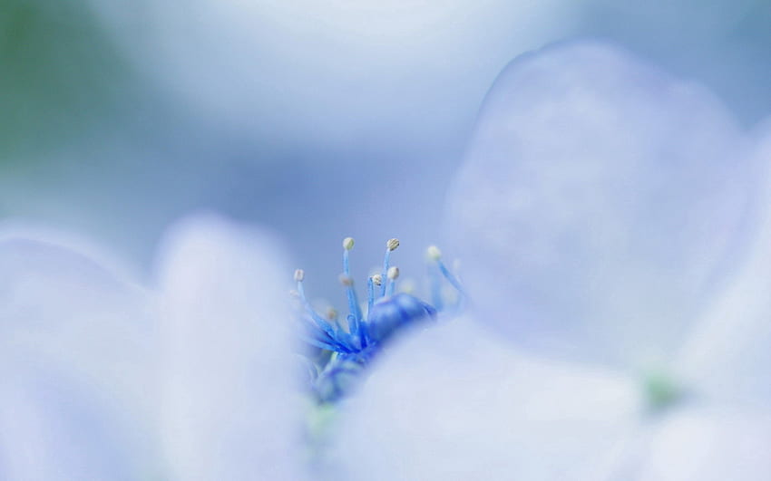 Macro, Light, Petals, Light Coloured, Stamens HD wallpaper | Pxfuel