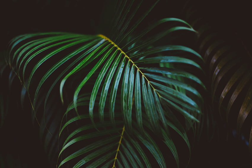 Nature, Branch, Palm Branch, Palme D'or, Frond HD wallpaper