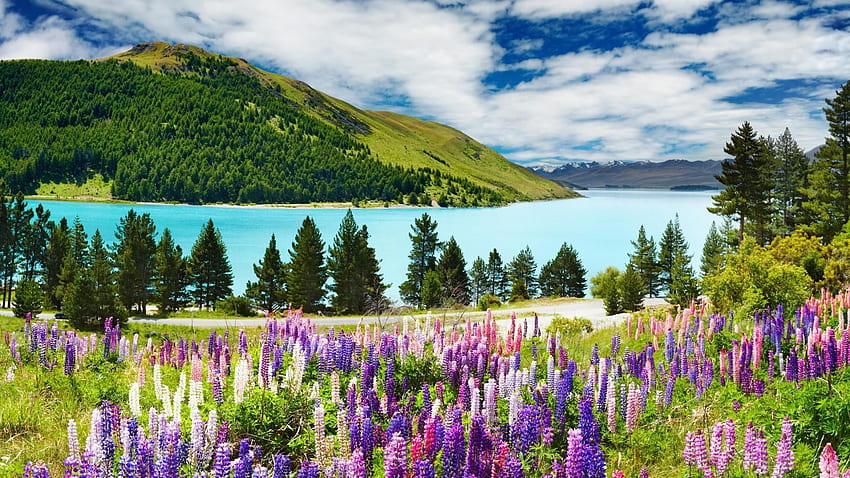 paysage floral paisible nature pittoresque printemps arbre montagnes ciel, Nouvelle-Zélande printemps Fond d'écran HD