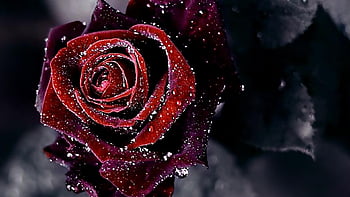 Red Rose 3D, Burgundy Flower HD wallpaper | Pxfuel