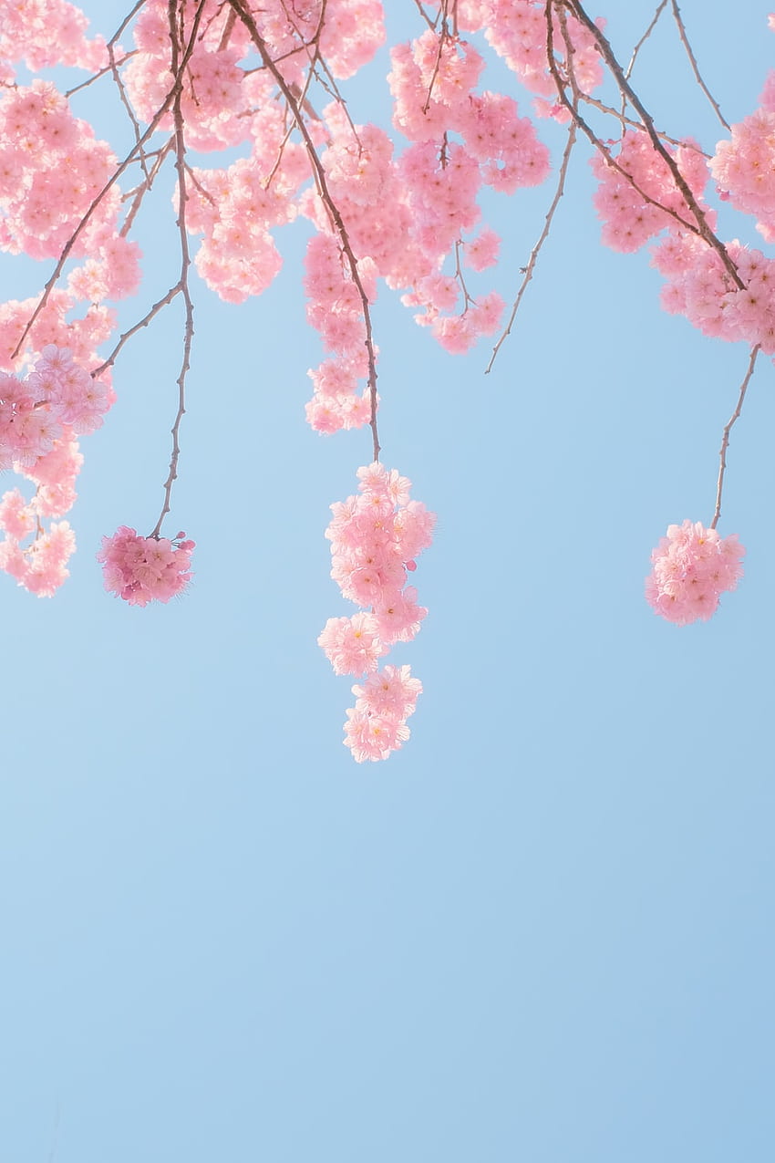 Flor de cerejeira, árvore de Sakura japonesa Papel de parede de celular HD