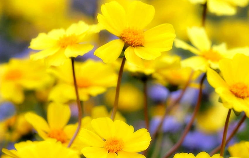 Жълти цветя, градина, красиво, жълто, цвете HD тапет