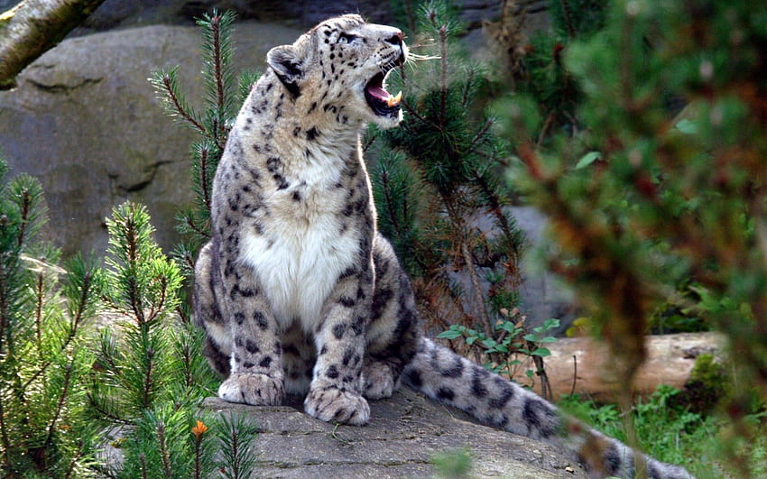 Animais, Snow Leopard, Agressão, Predador, Grito, Choro, Irbis papel de parede HD