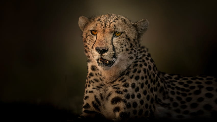 Cheetah Eyes 4K Wallpaper #6.450