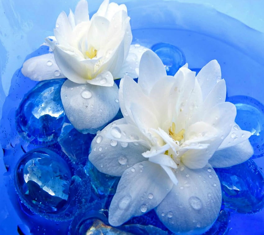 White Lottos, blue, sweet, white, cute, drops, beautiful, beauty, jewels, pretty, petals, yellow, lotto, nature, flowers, water, lovely HD wallpaper