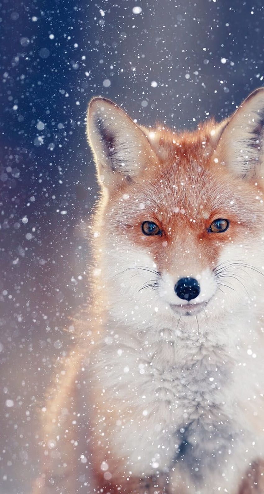 red fox in snow wallpaper clipart