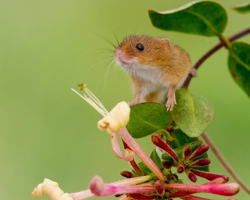 Mysz, zwierzę, różowy, kwiat, zielony, uroczy, gryzoń, mysz żniwna Tapeta HD