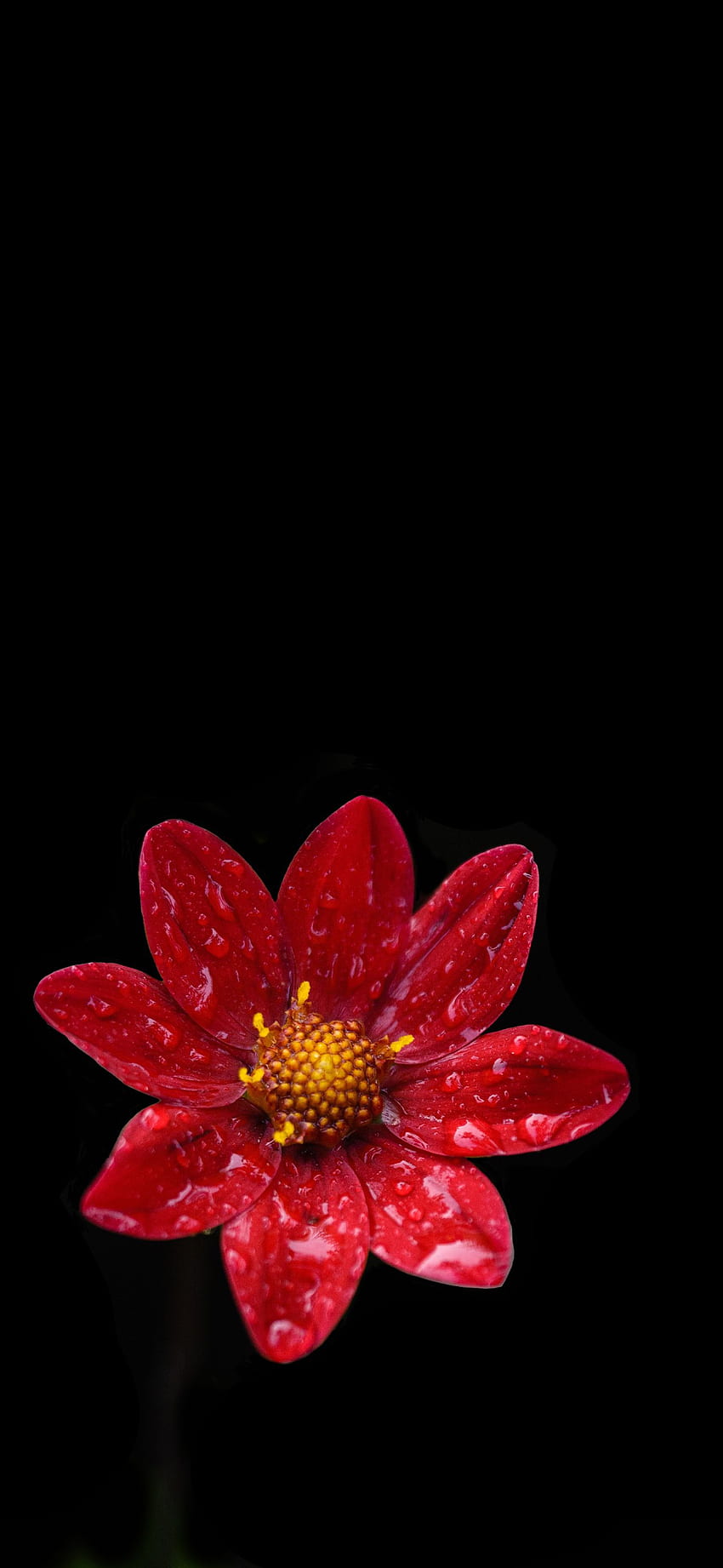 Flower AMOLED - , Flower AMOLED фон върху прилеп, червен Amoled HD тапет за телефон