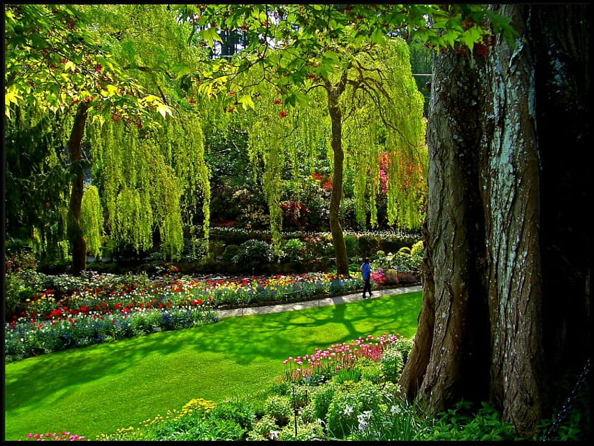 giardino, fiori, primavera, giardini butchart Sfondo HD