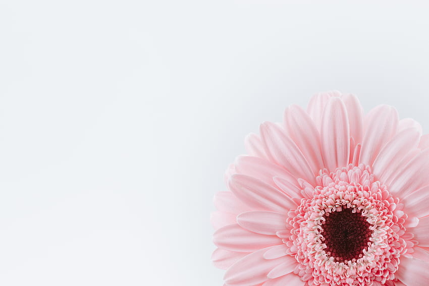 White floral backgrounds HD wallpapers | Pxfuel