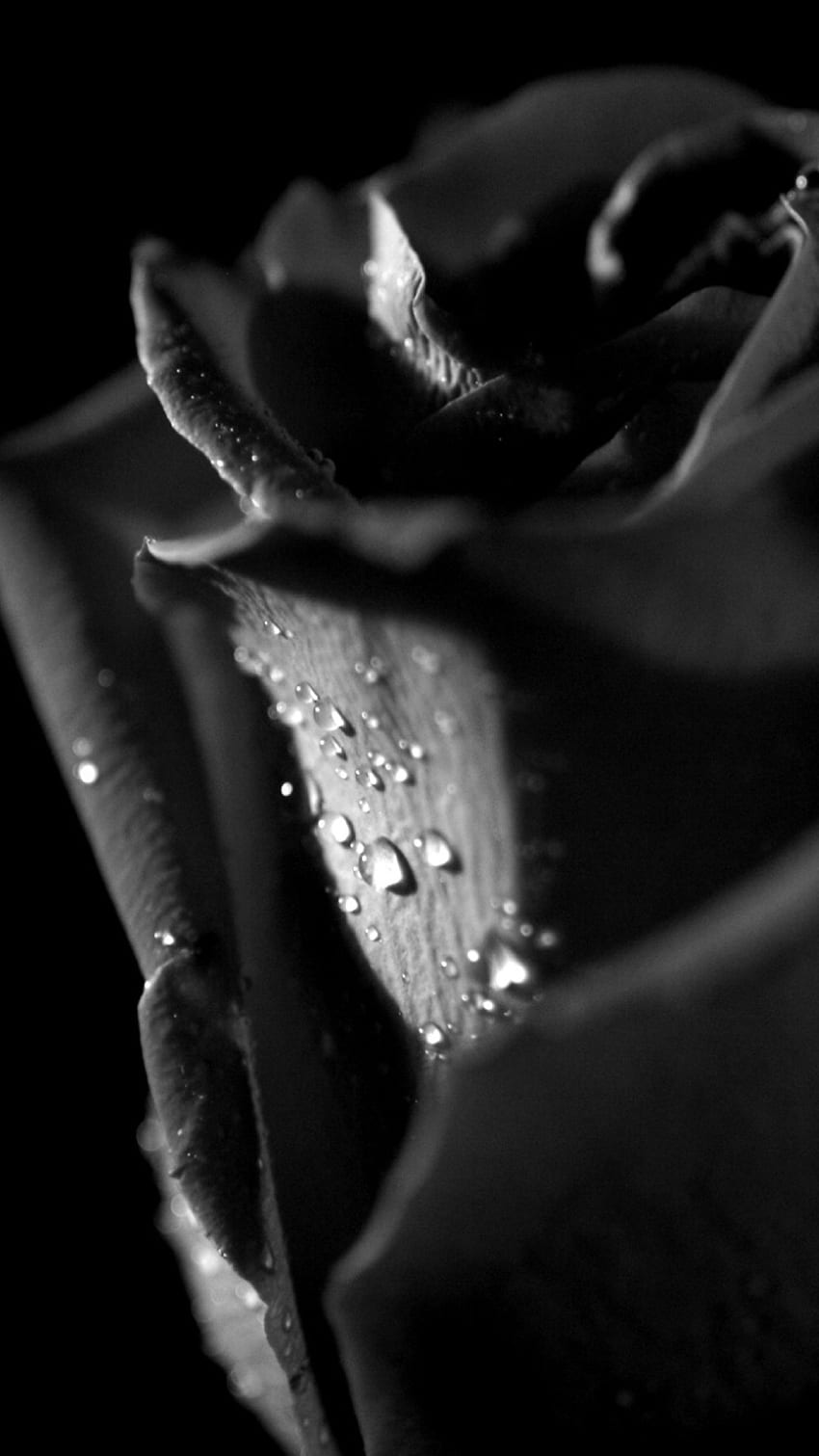 Black Rose, Water Drops, Beautiful Rose HD phone wallpaper | Pxfuel