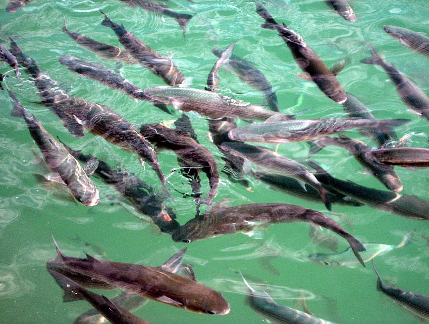 ปลา สัตว์ สด อาหาร น้ำ วอลล์เปเปอร์ HD