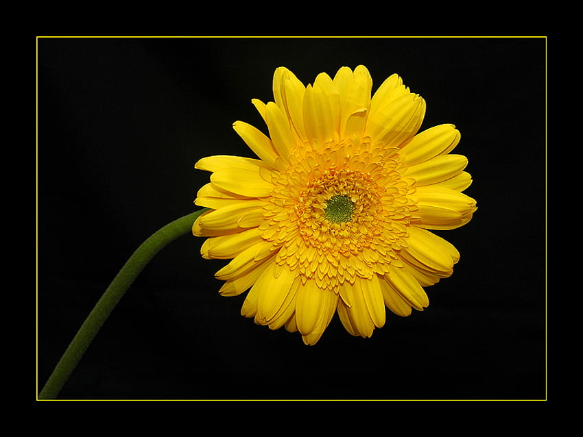 Framed Yellow Flower, frame, yellow HD wallpaper