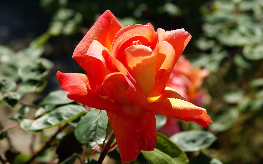 Peach Rose, Pfirsich, Orange, Blüte, Rose, Blätter, Blume, grün, rot, Blüte HD-Hintergrundbild
