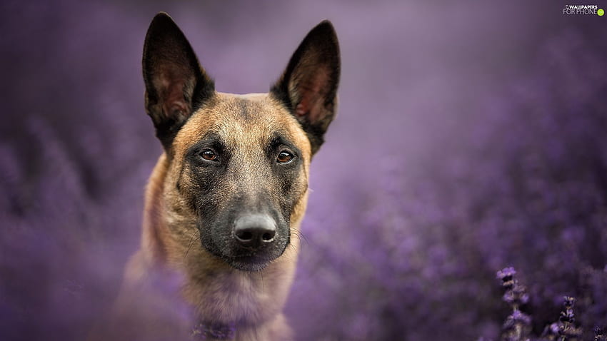 fuzzy, background, Belgian Shepherd Malinois, muzzle, dog - For phone :, Belgian Malinois Puppy HD wallpaper