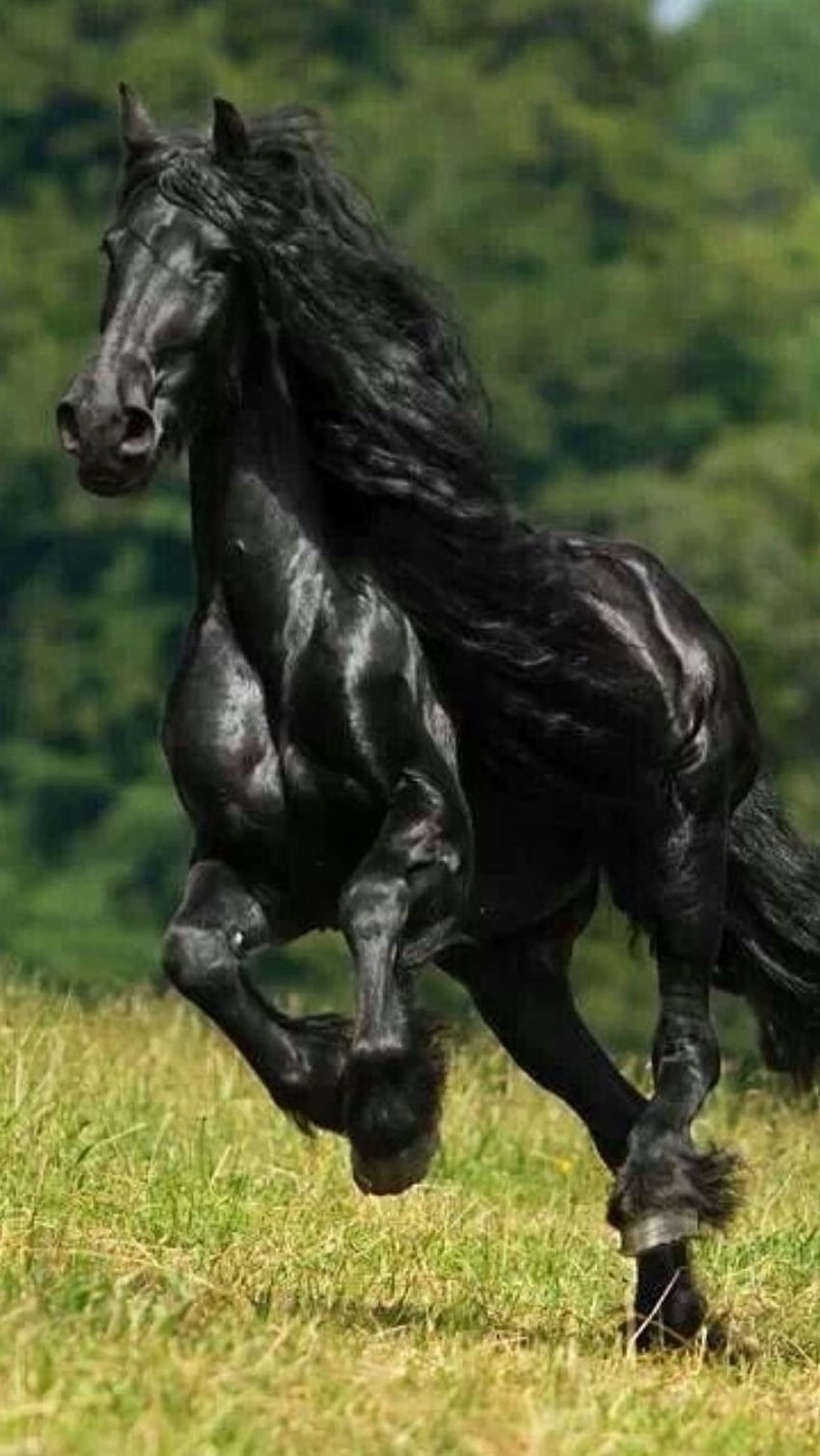 Black Horse, Caballo HD phone wallpaper