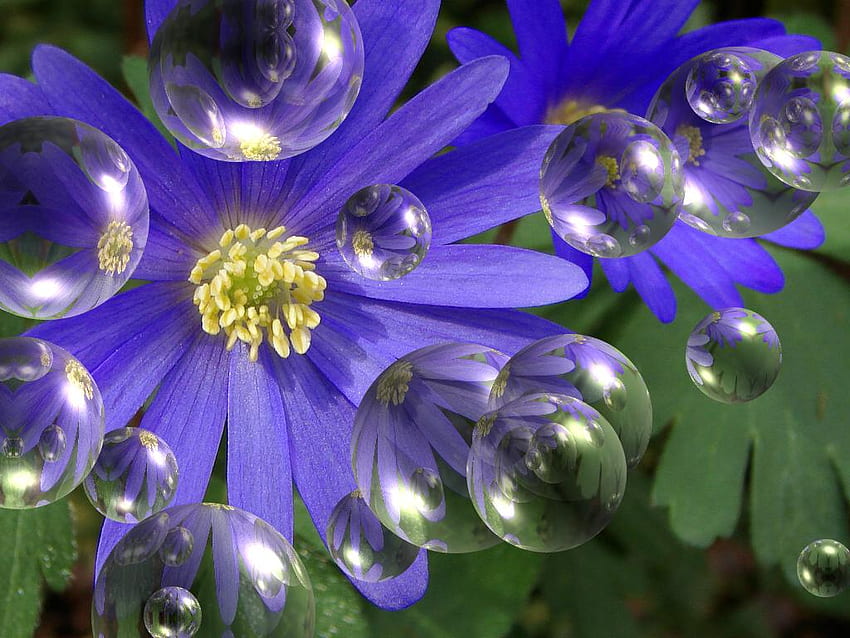 blue daisy, blue, pretty, daisy, flower, nature, bubbles, beauty HD wallpaper