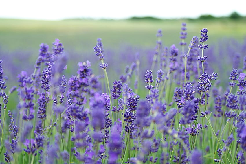 Lavender, Flowers, Blur, Smooth, Field HD wallpaper