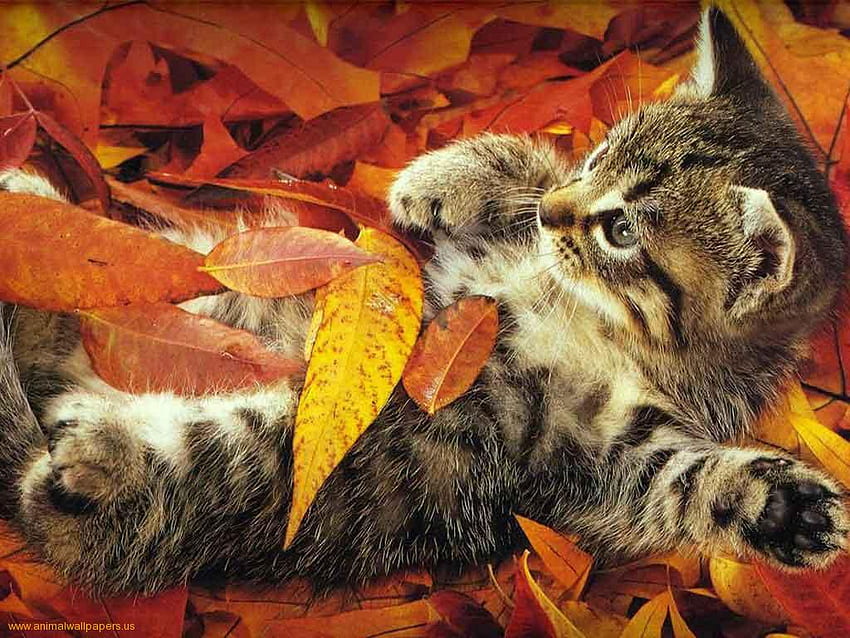 Kitten on autumn leaves, sweet, animal, kitten, autumn, cat, tabby, feline HD wallpaper