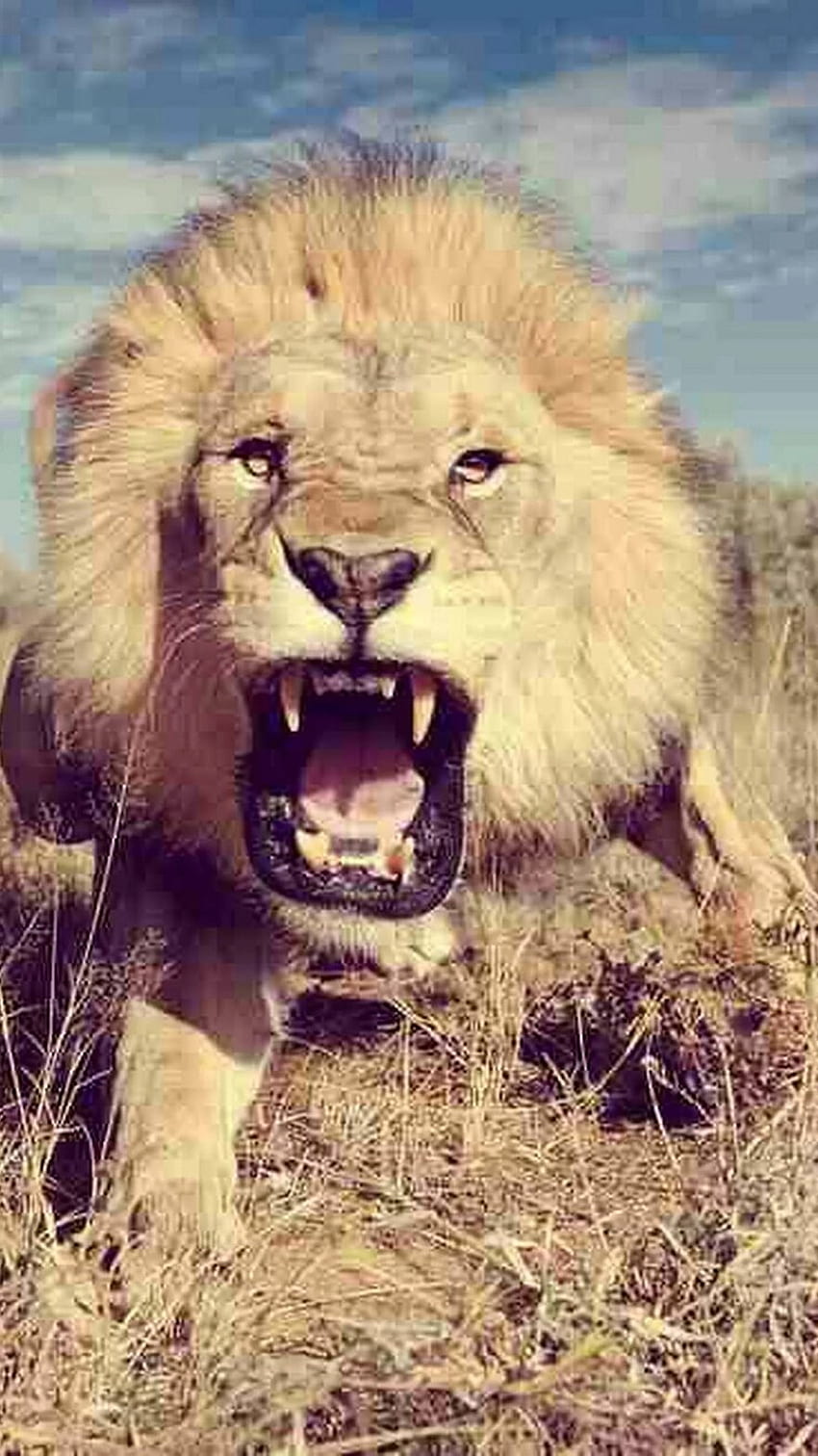ライオン、怒っているライオン HD電話の壁紙