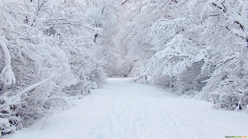 Winter Path Background of Your Choice 1376 - Lonely Winter Path HD wallpaper