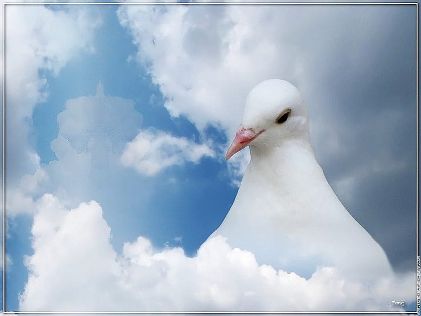 White pigeon, dove, bird, skies, clouds, pigeon HD wallpaper