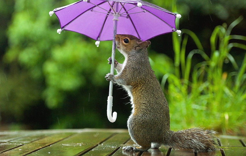 natura, ombrello, tavolo, , pioggia, lilla, Consiglio, ombrello, proteina, grigio, erbaccia, stare in piedi, mantiene, bokeh, sotto l'ombrello per , sezione животные, Animali Pioggia Sfondo HD