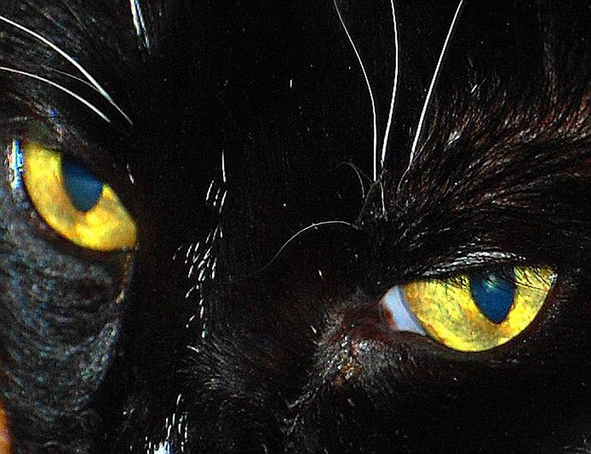 Mata Seram, halloween, hitam, menakutkan, binatang, mata, kucing, seram Wallpaper HD