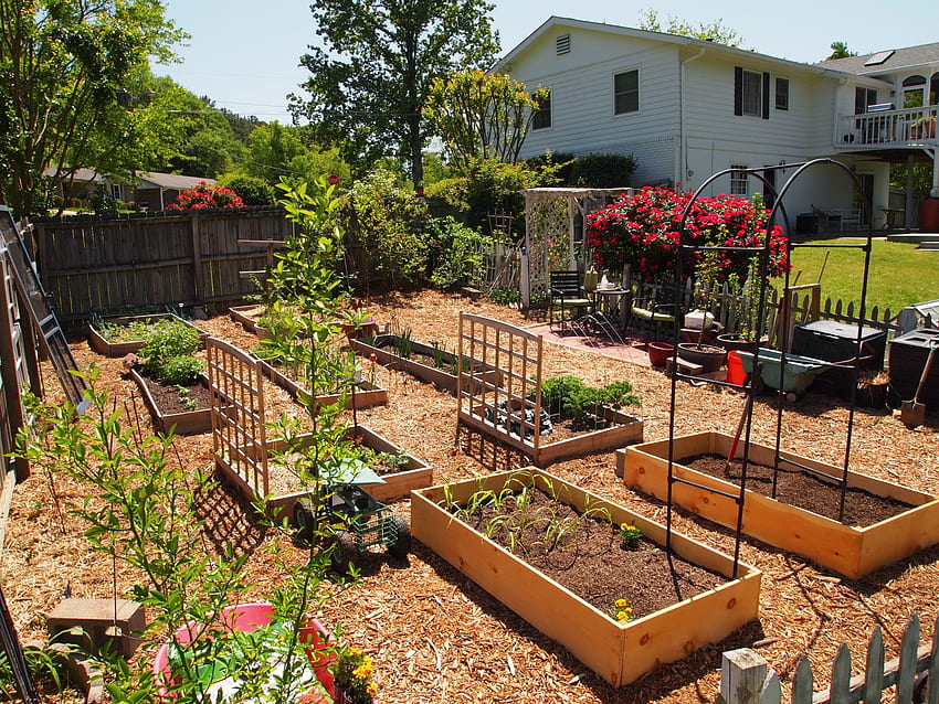 Пълен размер на задния двор, малка повдигната зеленчукова градина, градини в задния двор HD тапет