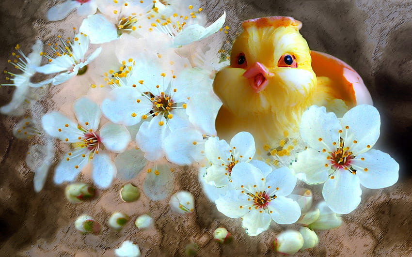 HAPPY EASTER, FLOWERS, CHICKEN, EASTER, HOLIUDAYS HD wallpaper