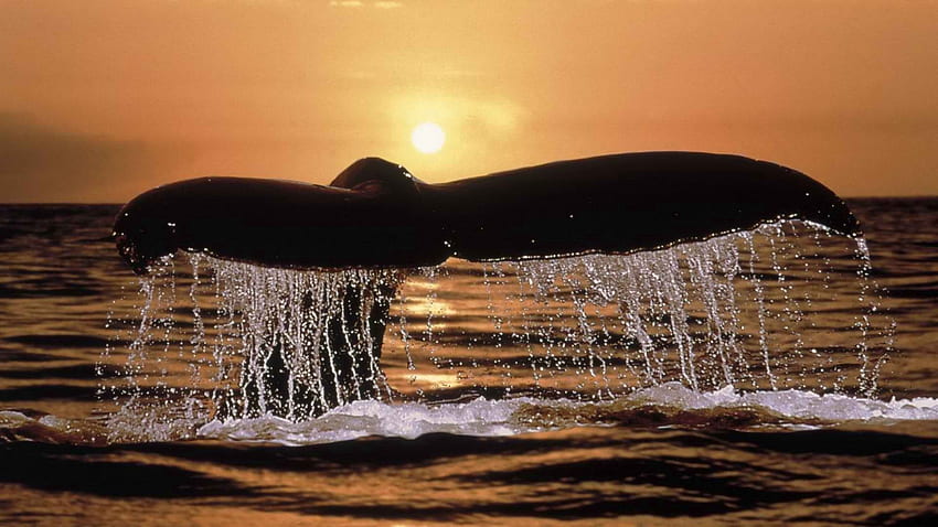 สัตว์ พระอาทิตย์ตก สเปรย์ ปลาวาฬ หาง วอลล์เปเปอร์ HD