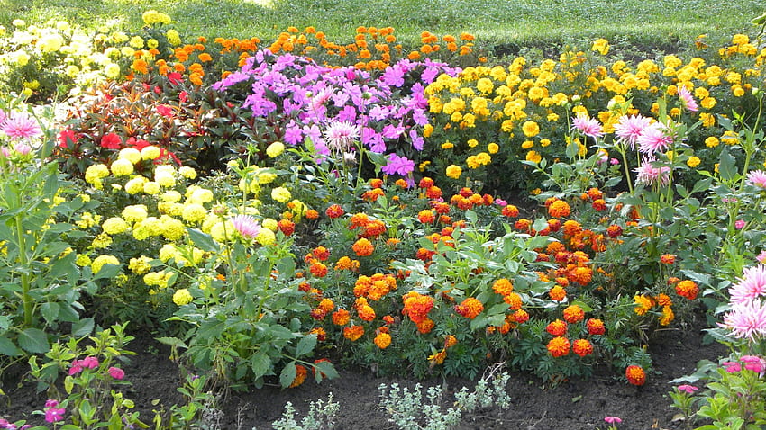flores no parque, amarelo, viola, flores, primavera, laranja, linda, agradável papel de parede HD