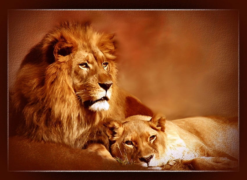 Leo and Lioness, animal, abstract, lions HD wallpaper